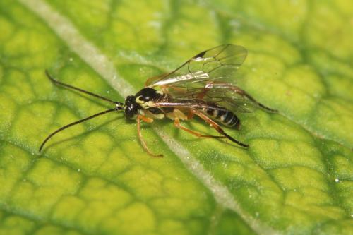 Syrphoctonus tarsatorius